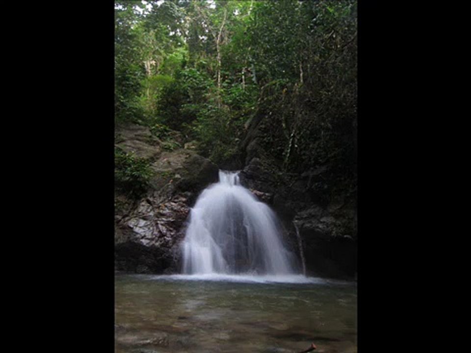 Rain Forest Sounds Birds And A Flowing River 30 Minutes