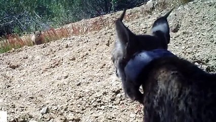 Reportagem Especial apresenta: "Há linces no campo"