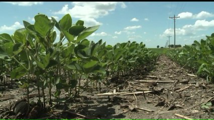 `I Don`t Need a Short Term Band-Aid for This Wound`: Iowa Farmers React to Trump Bailout Program