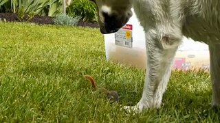 Baby squirrel and dog playing