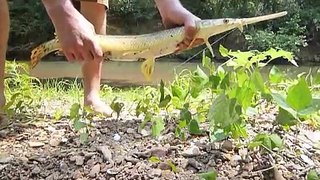 Small Creek Gar Fishing