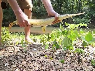 Small Creek Gar Fishing