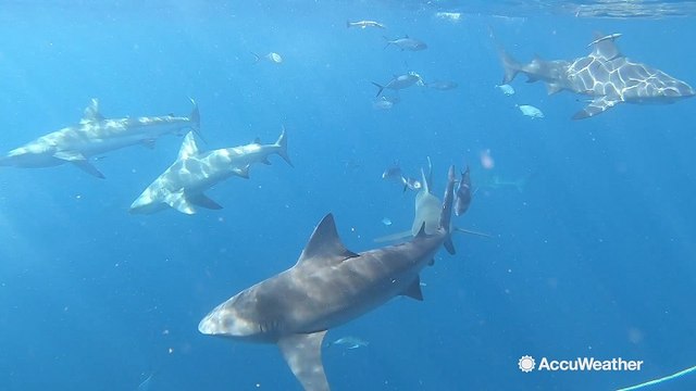 Shark Week: AccuWeather's Jonathan Petramala goes swimming with sharks in Florida