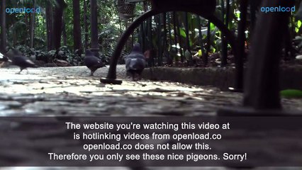 Ni Hao, Kai-Lan 01 - 006 - Kai-lan's Campout