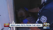 Arizona Humane Society busy with calls as they rescue pets from heat across the Valley