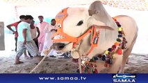 Faisalabad Mein Bhi Bakra Eid Ki Dhoom | SAMAA TV |