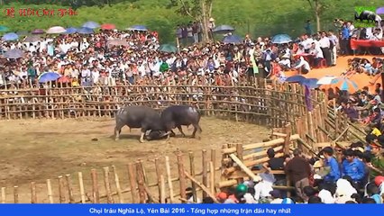 Chung kết chọi trâu Nghĩa Lộ, Yên Bái 2016 - Tổng hợp những trận đấu hay nhất
