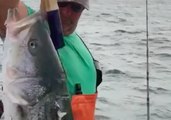 Shark Tries to Steal Cape Cod Fisherman's Catch