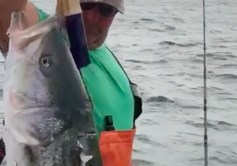 Shark Tries to Steal Cape Cod Fisherman's Catch