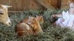 Baby Girl Befriends Goats and Kittens in Barnyard Fun