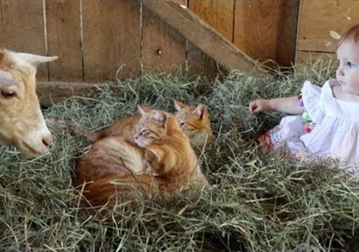 Baby Girl Befriends Goats and Kittens in Barnyard Fun