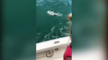 Amazing!!! shark devoured by giant fish