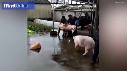 Pig saves his friend