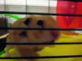 Hamster Makes Cute Noises | Cute and Adorable Boris makes cute noises