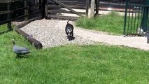 Staffie Magic Mallie and the Guinea Fowl.