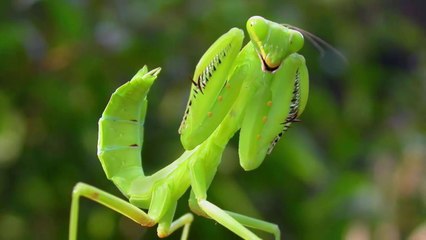 Võ Sĩ - Sát Thủ Tí Hon Bọ Ngựa (Phụ đề)