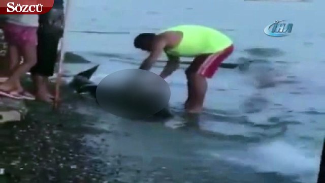 Gemlik’te karaya vuran yunus balığını doğradılar!