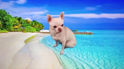 Asia salvaje explora vida silvestre animales hombre tigre (DM)