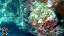 Cavern Diving  in Lava Tubes on La Palma