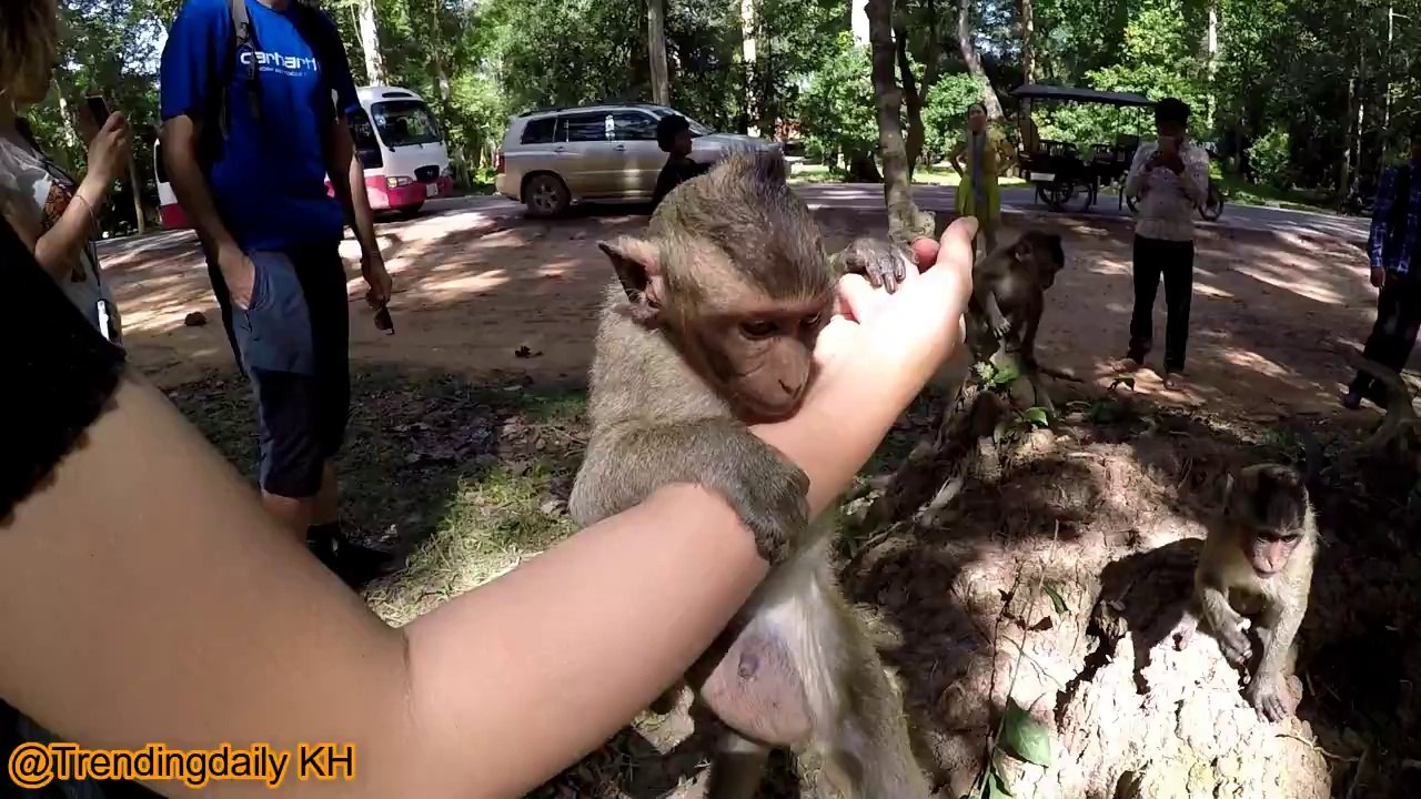 Singes drôles à Angkor wat EP 3
