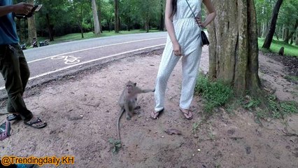 Singes drôles à Angkor wat EP 1