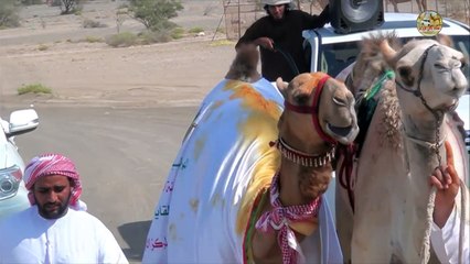 مسيرة مياس لـ عبدالله بن حميد البرطماني الفائز في شوط الجعدان اللقايا بمزاين الهجانه