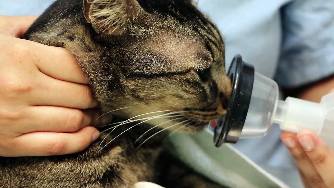 This 8yearold cat is gasping for breath. video Dailymotion