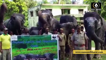 Dhudhwa Tiger Reserve।।दुधवा नेशनल पार्क में हाथियों ने जमकर उड़ाई दावत ।। दुधवा टाइगर रिजर्व ।।
