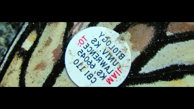 National Geographic Great Migrations EP06 - Science Of Migrations