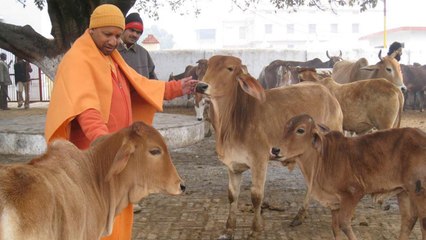 Yogi Adityanath का बयान कहा उनके लिए Cow और Human दोनो Equally Important हैं | वनइंडिया हिन्दी