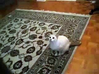 맥스카지노【 VP8282。COM 】 *