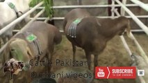 Sohrab Goth Mandi 2017 || Karachi Cow Mandi Latest  || Eid Qurban