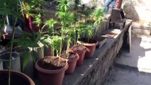 Evinin bahçesini uyuşturucu tarlasına çevirmiş - ANKARA