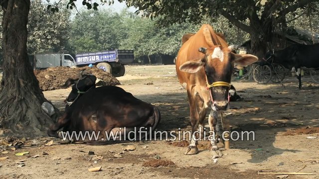 Who says Cows and Buffaloes dont hang out