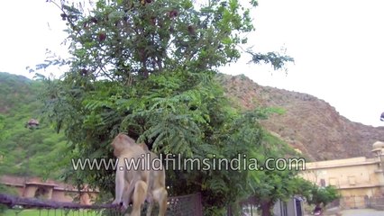 Monkeys up to monkey business in Rajasthan