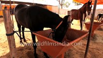 Rajasthani traders put their horses on display at Pushkar camel fair Rajasthan