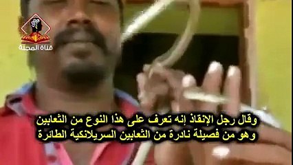 شاهد الثعبان الطائر فى الهند - أخطر الثعابين النادرة فى العالم !! سبحان الخالق رهيييب