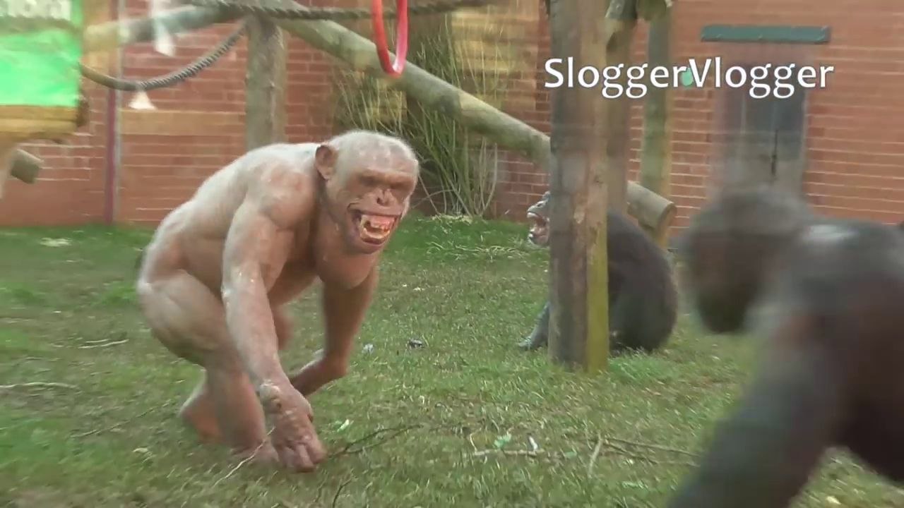 Chimpanzés sans poils