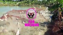 Big Catla Fishing Videos By Using Fishing Reel And Fish Hooks