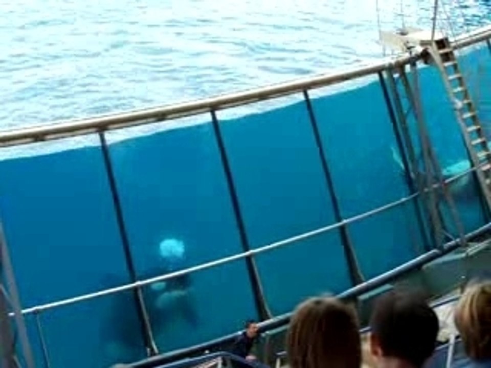 Marineland  Orque  3/4