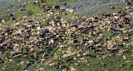 Arctic Secrets S01xxE01 Land of Extremes - Part 01