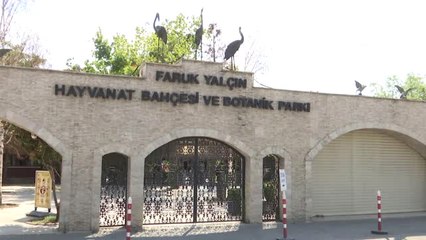 Zürafalara Baba Şefkatiyle Bakıyor