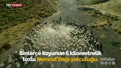 Gün batımında koyunların Nemrut Dağı'na yolculuğu