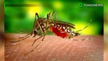 Cara nyamuk sebarkan penyakit - TomoNews