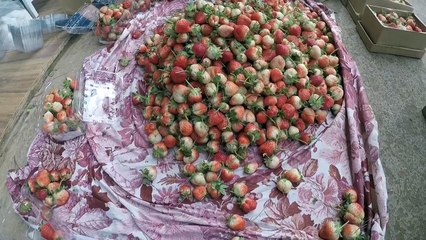Du lịch Sài Gòn - Đà Lạt Cam Ranh - Lagi - Ohman.vn
