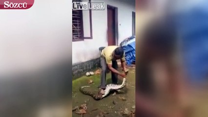 Pitonun yuttuğu tavukları karnına basarak tek tek çıkarttı