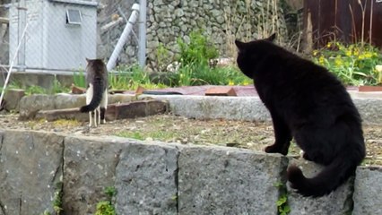 猫のケンカ