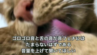 【ASMR】猫の毛繕いを超至近距離で撮影！舌の音とゴロゴロ音が堪らない！