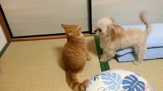 犬と猫 仲良し チワワミックスの茶々と福ちゃん