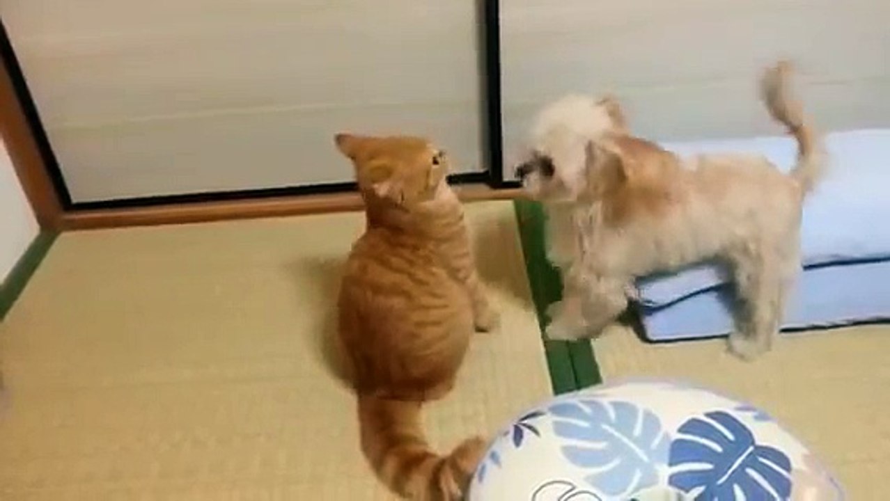 犬と猫 仲良し チワワミックスの茶々と福ちゃん